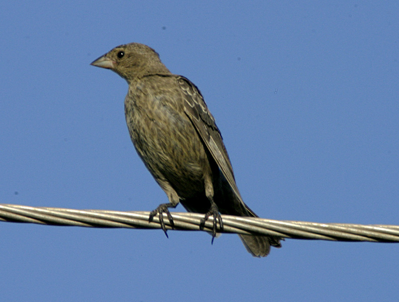 female_blackbird.jpg