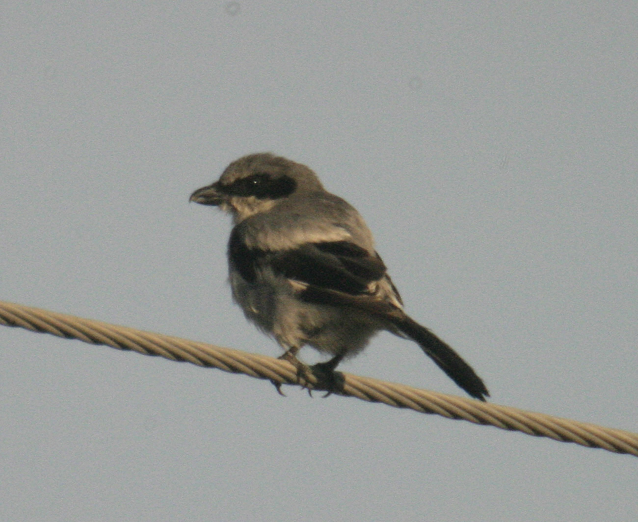 loggerhead_shrike.jpg