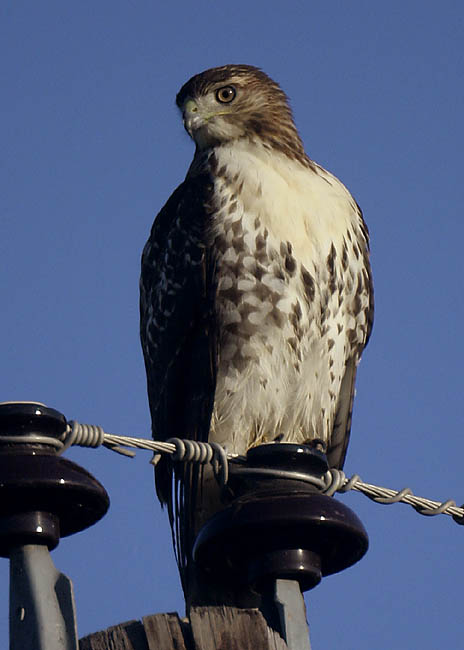 red-tailed_hawk_1.jpg