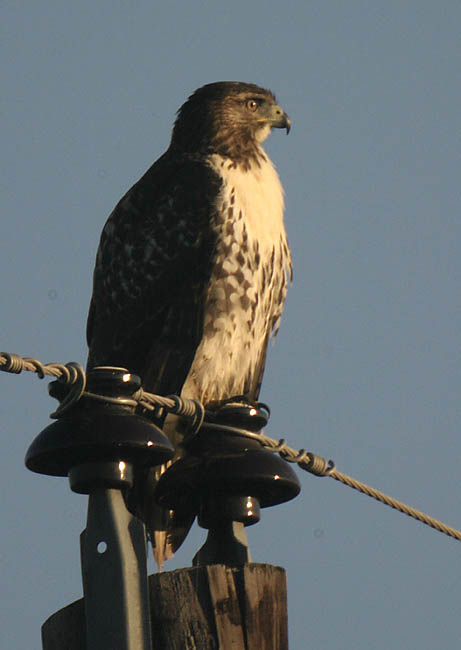 red-tailed_hawk_2.jpg