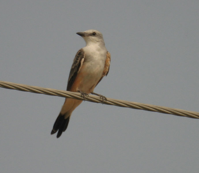 scissor_tailed_flycatcher 2.jpg