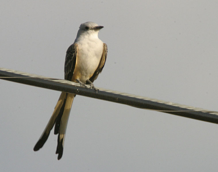 scissor_tailed_flycatcher.jpg