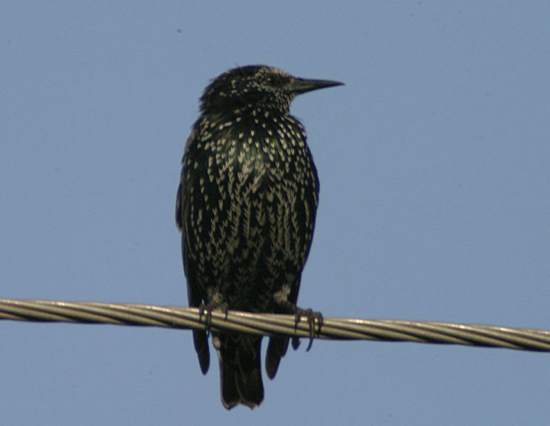 starling-1.jpg