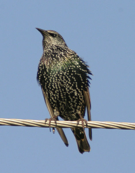 starling-3.jpg