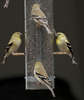 American Goldfinch