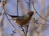 American Robin