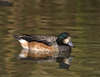 American Wigeon