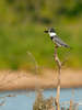 Belted Kingfisher