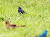 Blue Grosbeak