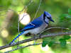 Blue Jay