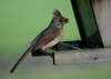 Northern Cardinal (Female)