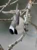 Carolina Chickadee