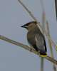 Cedar Waxwing