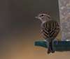 Chipping Sparrow