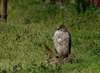 Cooper's Hawk (Juvenile)