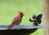 Birds of My Backyard