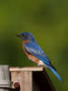 Eastern Bluebird