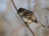 Eastern Phoebe