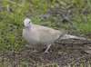 Eurasian Collared Dove