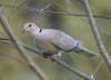 Eurasian Collared Dove