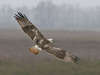 Harlan's Red-tailed Hawk