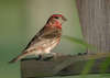 House Finch (Male)