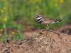 Kildeer