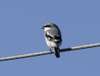 Loggerhead Shrike