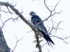 Mississippi Kite