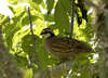 Northern Bobwhite