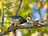 Northern Parula