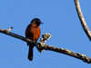 Orchard Oriole