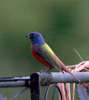 Painted Bunting