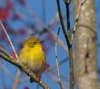 Pine Warbler