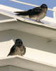 Purple Martins