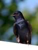 Purple Martin (Male)