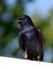 Purple Martin (Male)