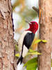 Red-headed Woodpecker