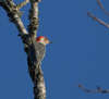 Red Bellied Woodpecker