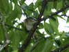 Red Eyed Vireo