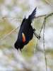 Red-winged Blackbird