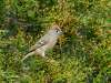 Ruby-crowned Kinglet