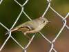 Ruby-crowned Kinglet