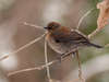 Rusty Blackbird