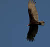 Turkey Vulture