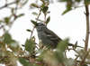 White Crowned Sparrow