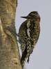 Yellow Bellied Sapsucker (Immature)