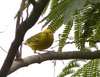 Yellow Warbler