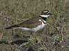 kildeer.jpg