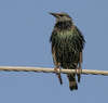 Birds on Wires